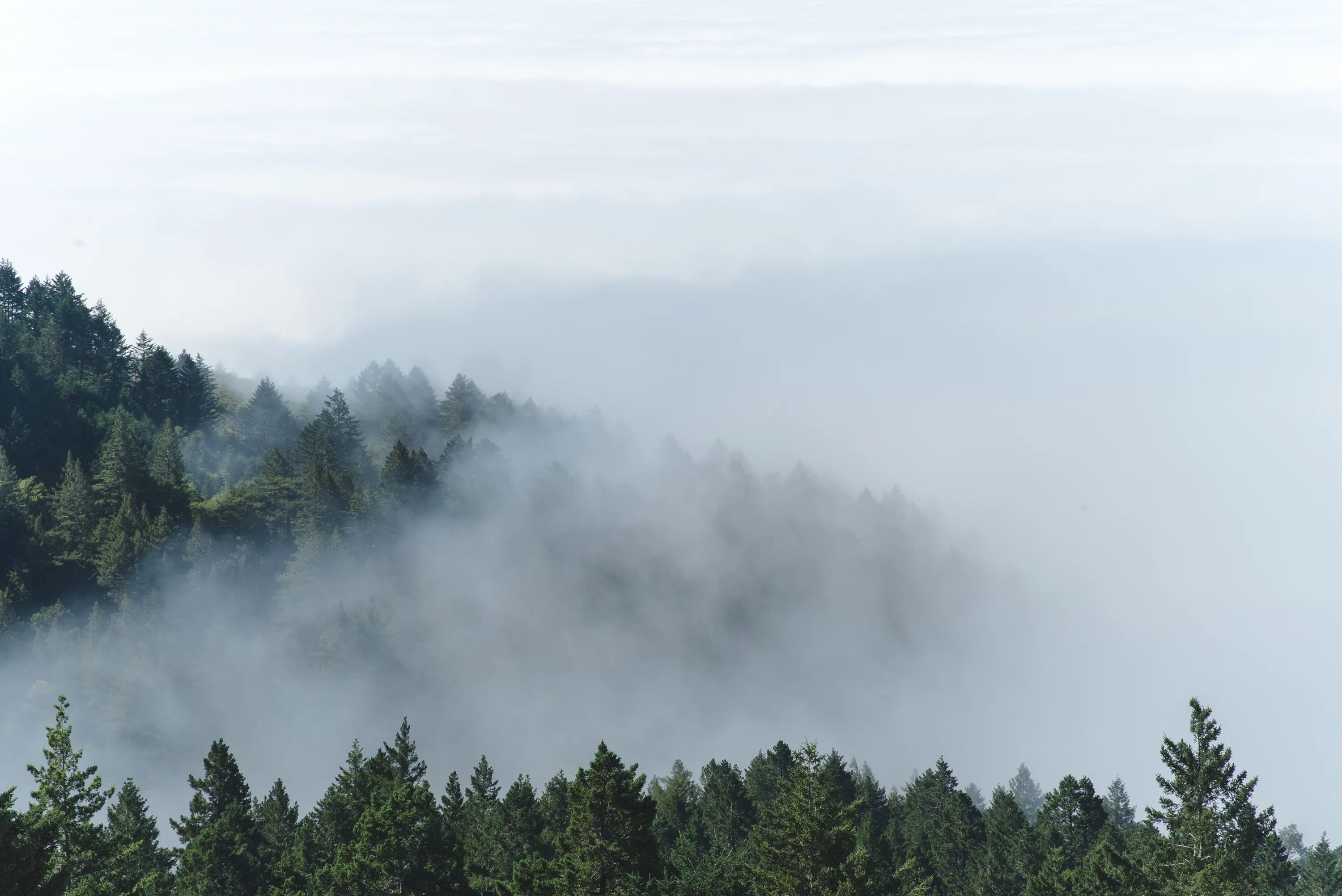 Условиях сильного тумана. Туманный лес Таганай. Лес в тумане. Туманный пейзаж. Горы в тумане.