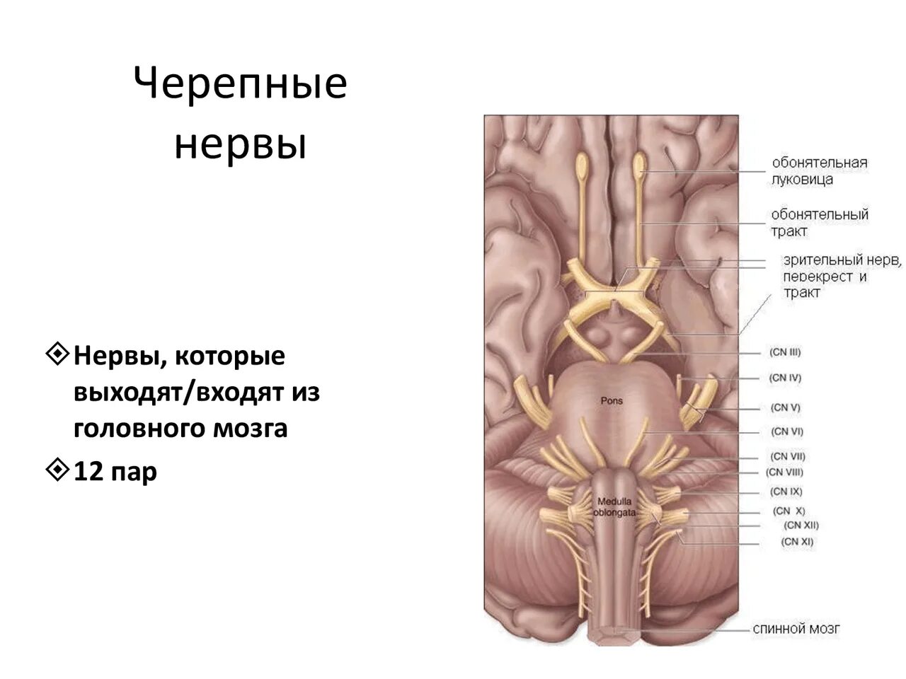 Корешки черепных нервов. 12 Пар черепных нервов. Выход 12 пар черепных нервов. Выход 12 пар черепных нервов из мозга. 12 Пар черепно мозговых нервов на препарате.
