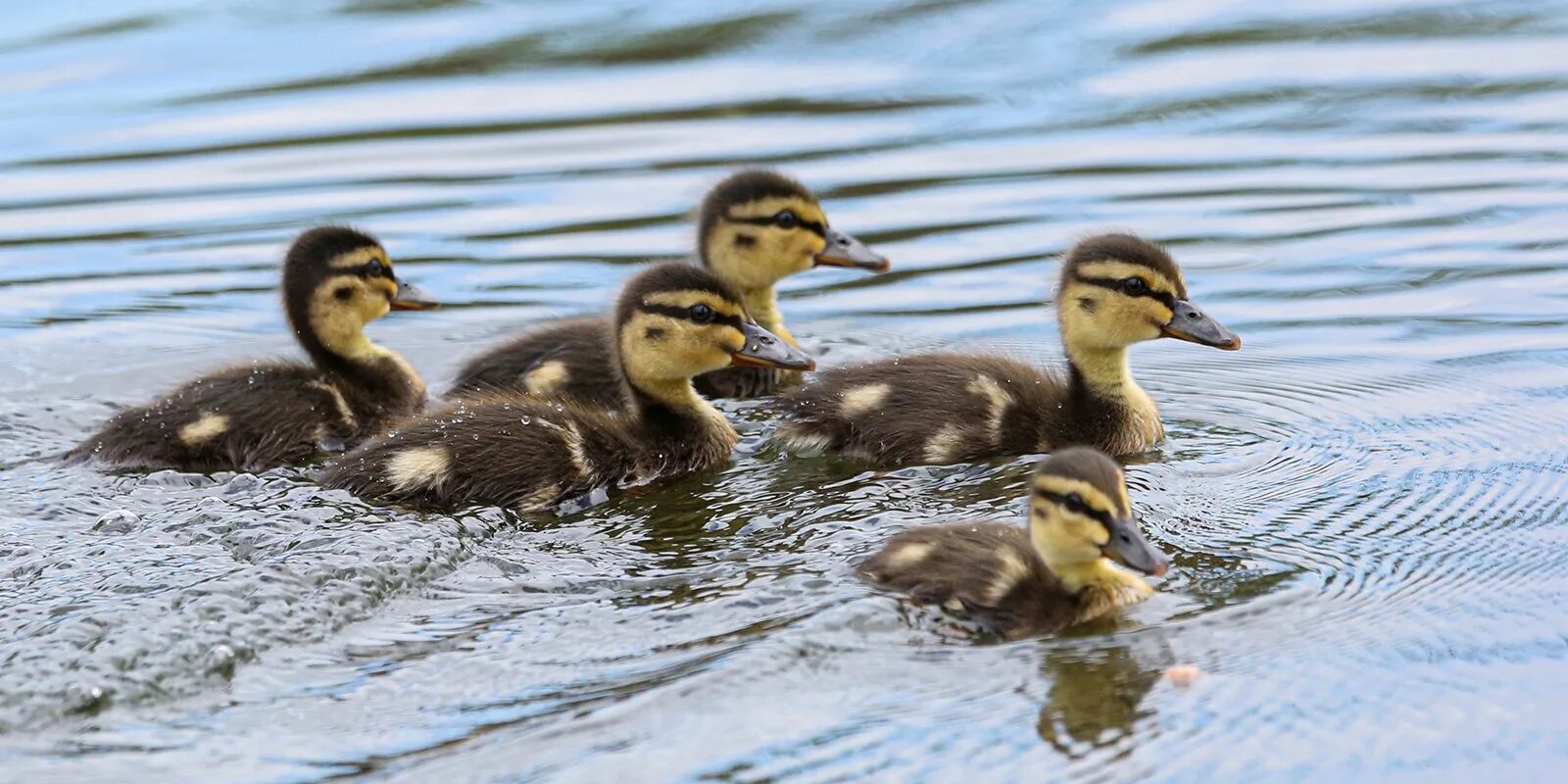 птенцы выводковые и гнездовые. выводковые и гнездовые птицы. кряква птенец. выводковые птенцы. птенцы московских птиц.