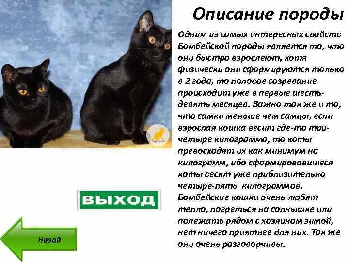 Черная кошка характеристика