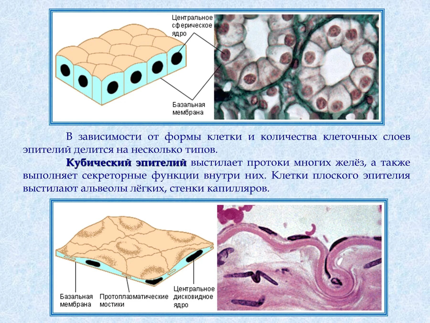 Какие функции выполняет эпителий. Однослойный кубический эпителий рисунок. Однослойный кубический эпителий строение. Базальной мембране эпителия ткани. Кубический эпителий Тип клеток.
