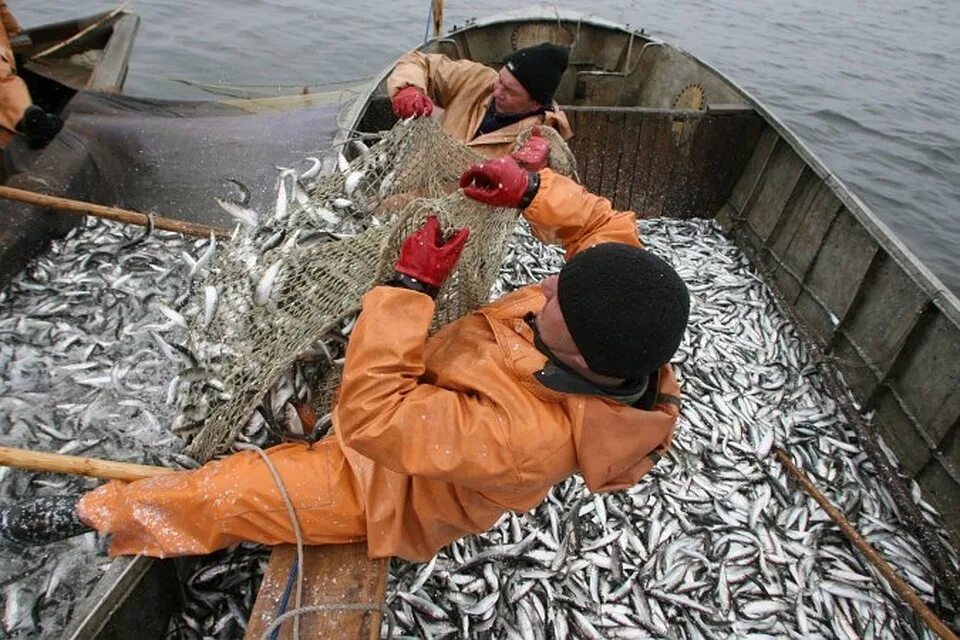 Калининград ловит рыбу. Рыбопромышленный кластер Севастополь. Рыбопромышленный комплекс Калининградской области. Рыбный промысел Калининград. Добыча рыбы.