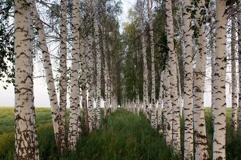 Ромашки березы