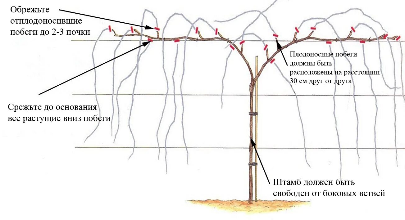 Правильно обрезать виноград весной для начинающих схема. Виноград веерная формировка куста. Формировка винограда летом. Обрезка глицинии весной схема. Обрезка винограда для начинающих.