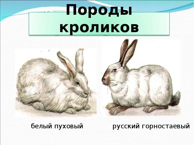 Презентация на тему кролики. Кролик для презентации. Слайды про домашних кроликов. Презентация на тему домашнее животное кролик.
