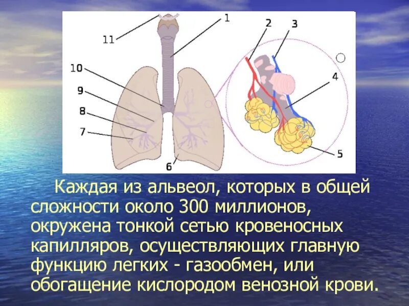 Дыхательная площадь легких. Строение альвеол. Функция альвеол легких. Строение альвеолы легкого. Система органов дыхания альвеолы.