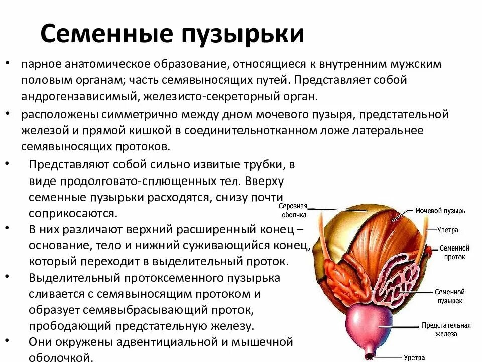 Воспаление семенного мужчин. Семенные пузырьки строение. Строение семенных пузырьков у мужчин анатомия. Семенные пузырьки и предстательная железа. Строение и функции семенных пузырьков у мужчин.