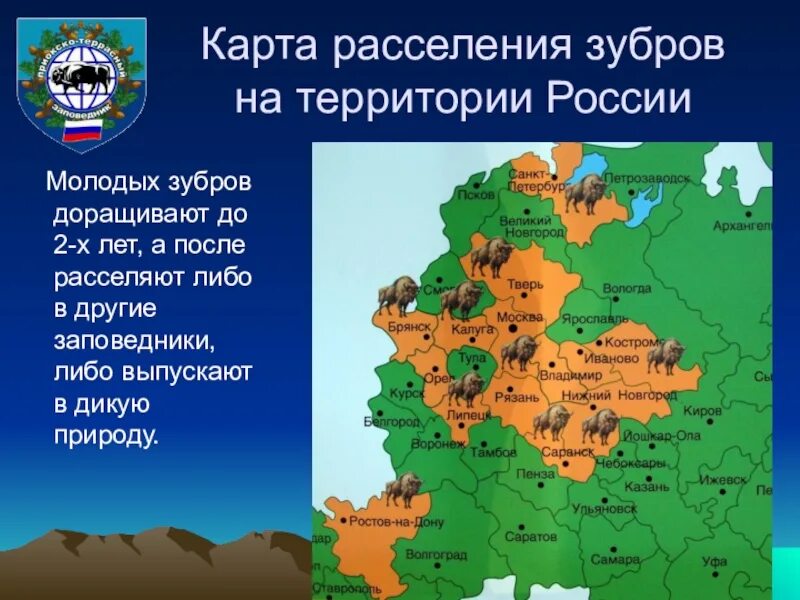 Зубры карта расселения. Ареал обитания зубра на карте россии. Ареал обитания бизонов. Зубр ареал. Зубр ареал.