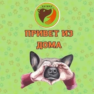 Приют 2024
