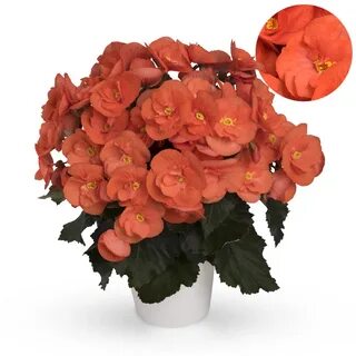 Бегония orange