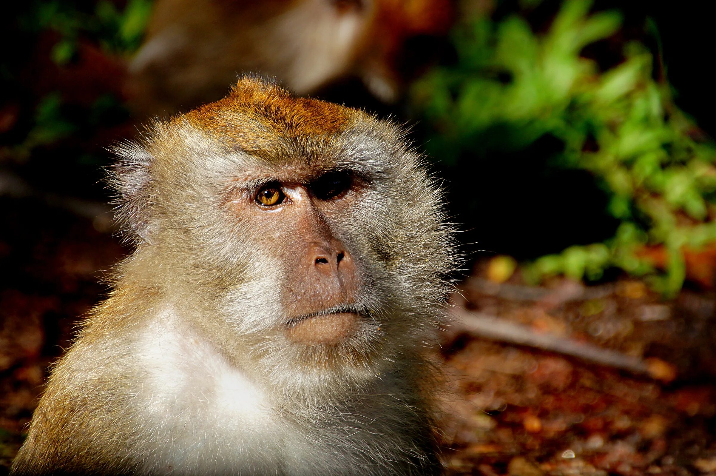 After monkeys