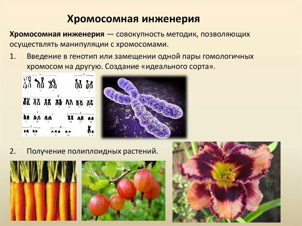 Биотехнология гибридизация. Хромосомная инженерия в селекции растений. Метод полиплоидов в хромосомной инженерии. Хромомосмная инженерия. Методы хромосомной инженерии в селекции.