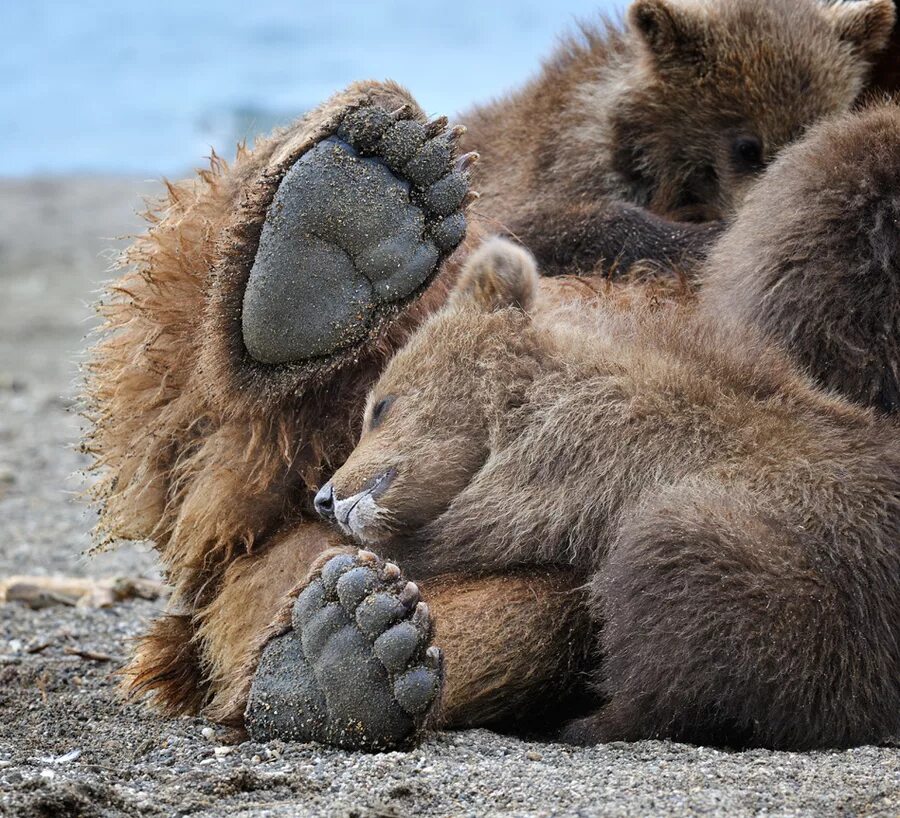 Медведица с медвежатами. Лапы медведя. Мапа медведь. Dick bear