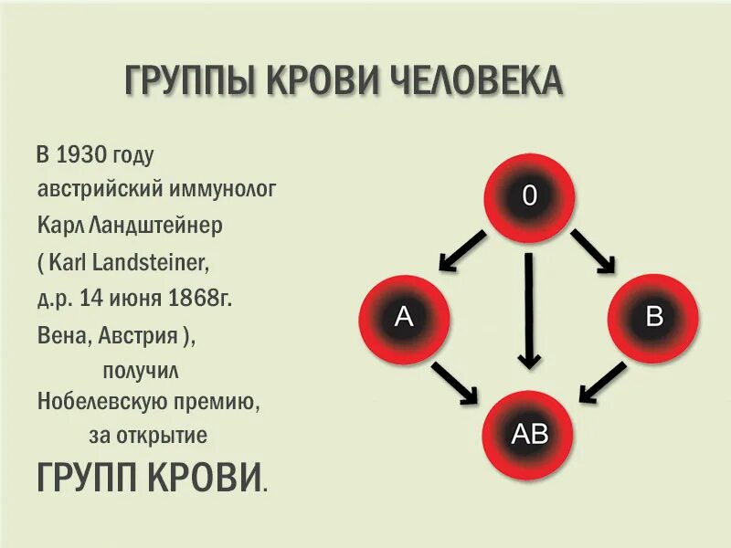 Подходящая группа крови к 2. 1 2 3 4 Группа крови. Классификация групп крови человека. Gruppa krova. Схема групп крови.