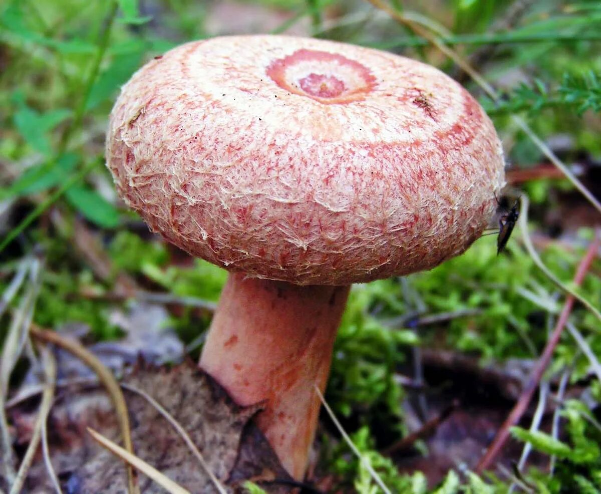 Волнушка съедобный или нет. Гриб волнушка съедобный. Волнушки грибы. Волнушка пластинчатый гриб. Волнушка розовая.