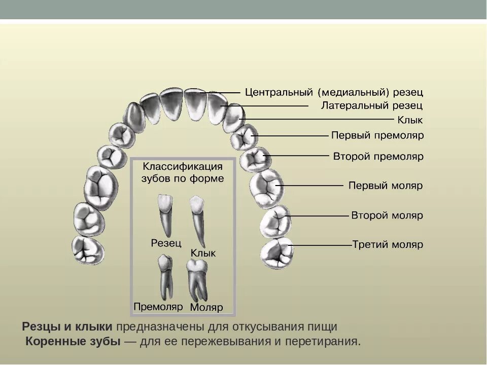 Резец клык моляр премоляр. Зубы: резцы, клыки, коренные зубы.. Зубы резцы клыки коренные функции. Зуб молочный резец вид сбоку.