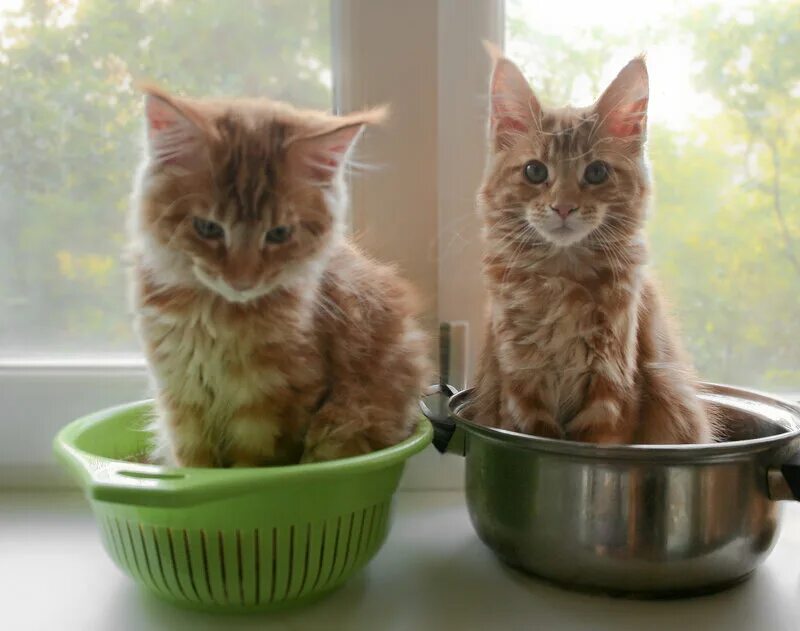 Котики и их жизнь. Котики в жизни. котятки помните. caramel kitten. ковайка в жизни котенок.