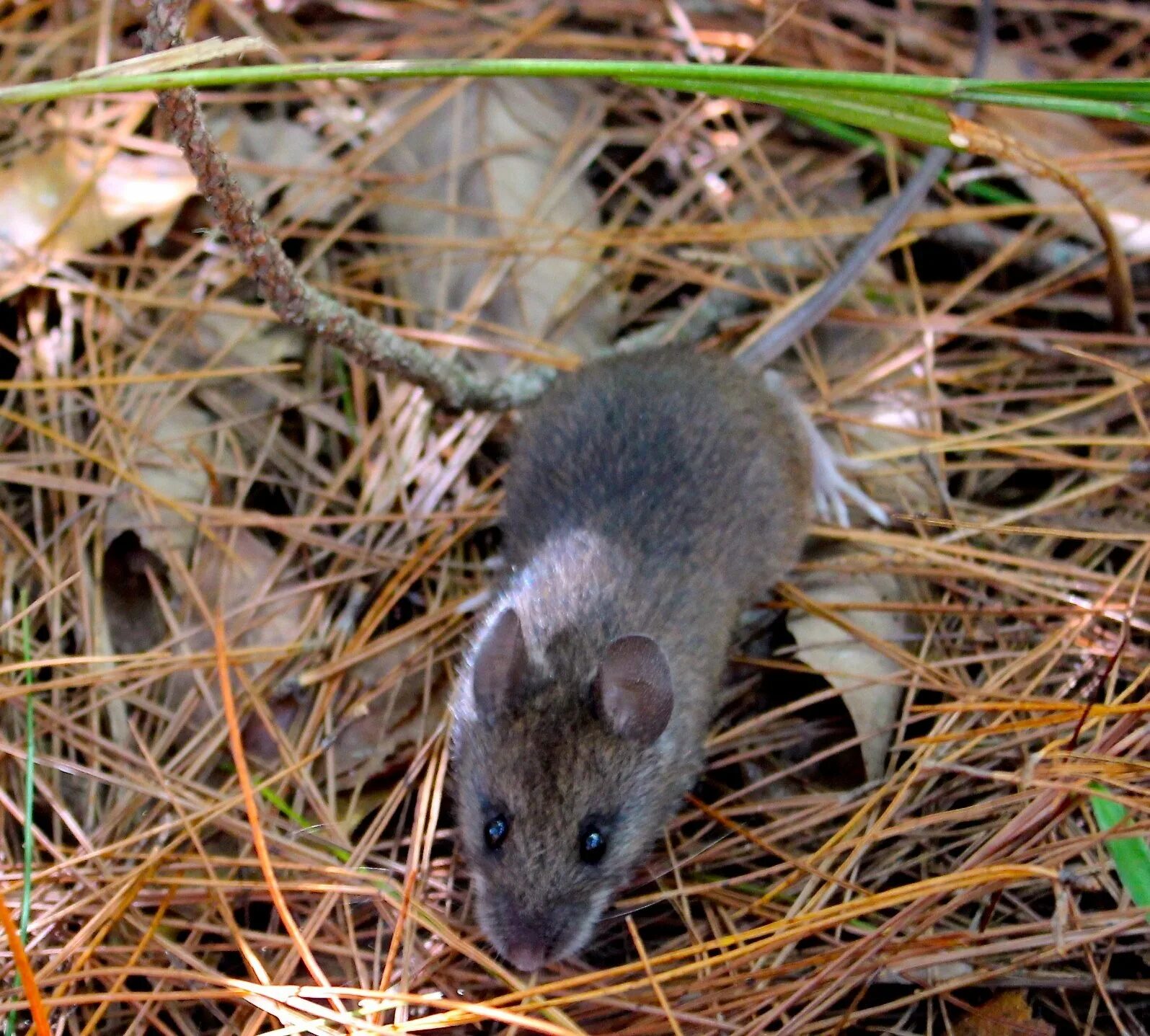 Какие типы мышей. Мышь Лесная полевка. Черная мышь полевка. Полевая крыса и Полевая мышь. Мышь полевка серая.