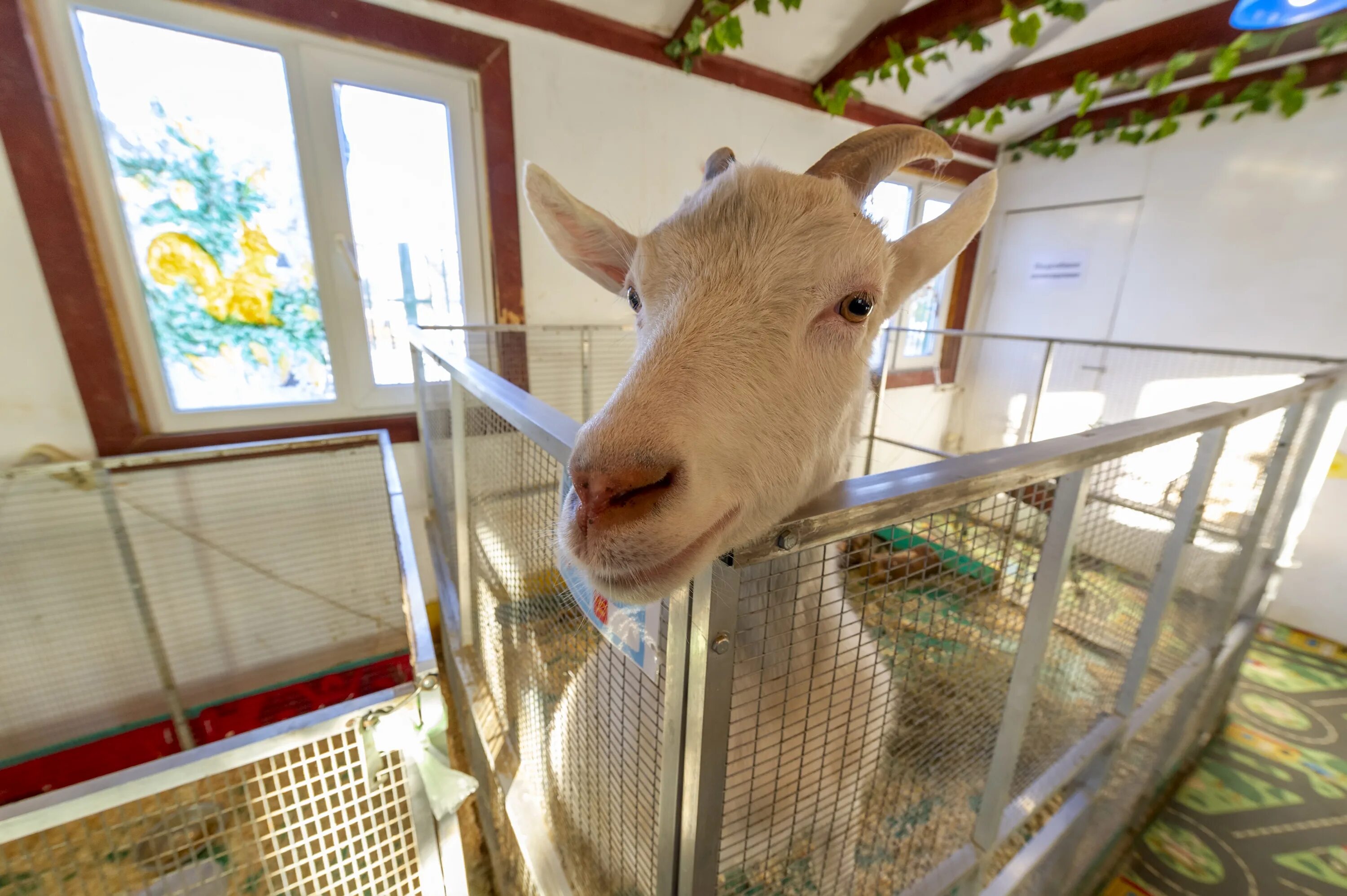 Отзыв о Контактный зоопарк ZOO-mini (Россия, Подольск) Для одного раза сойдёт.