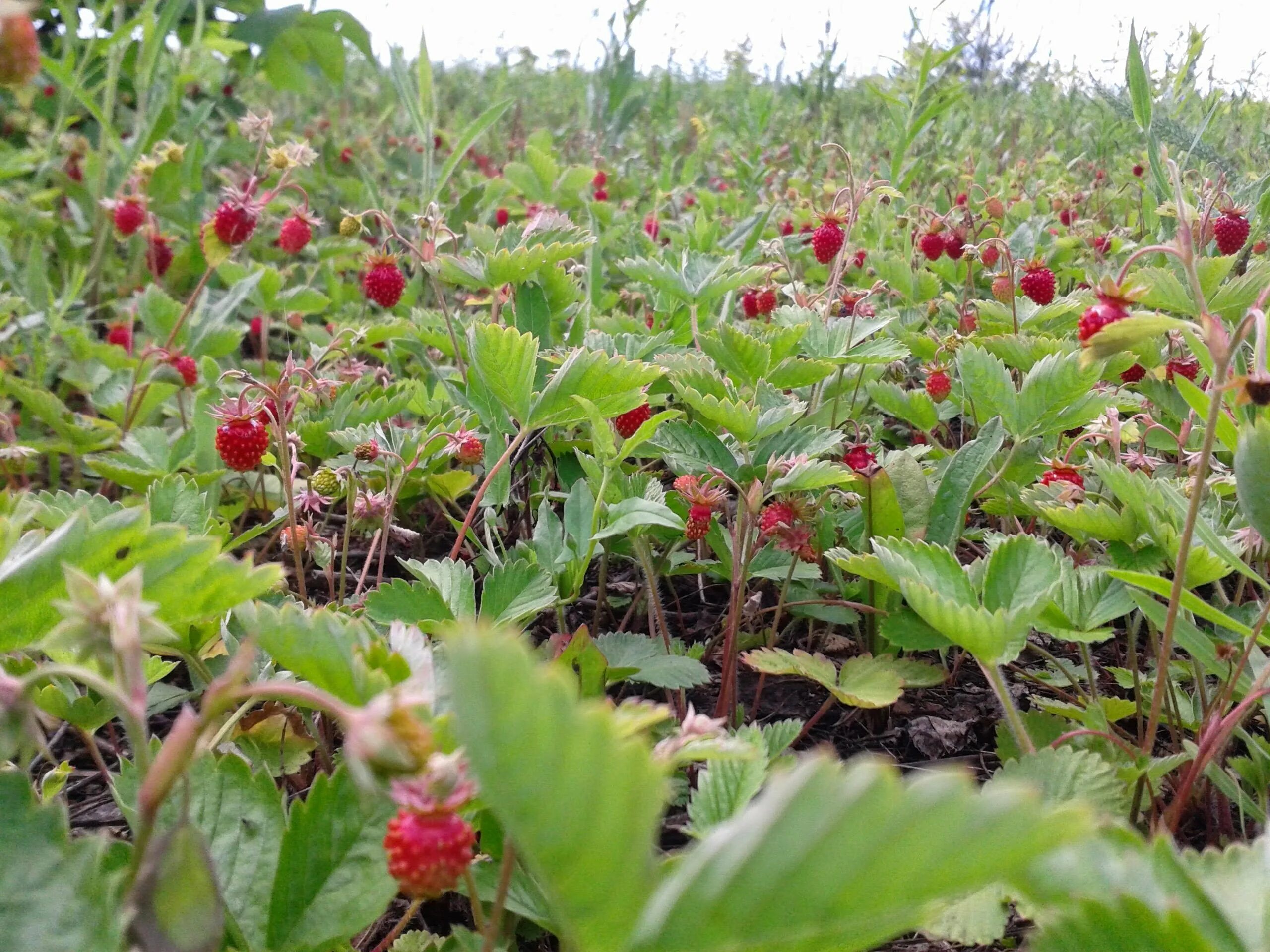 земляника лесная. земляника лесная ветвление. там где не растет земляника. красная лесная ягода кустовая. земляника.