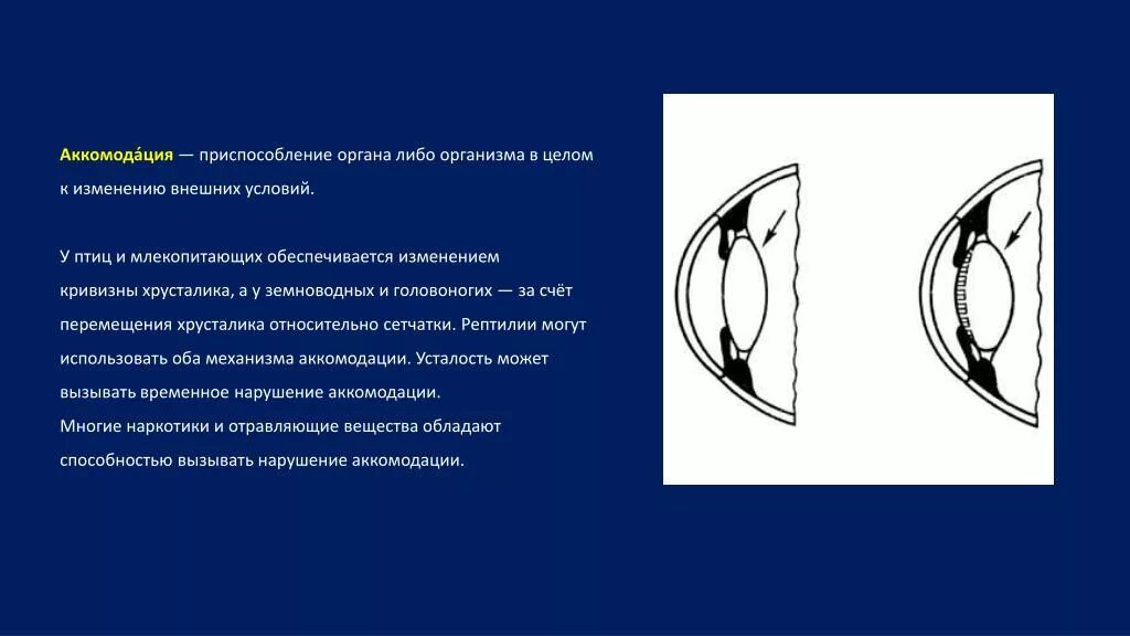 Аккомодация структуры. Аккомодация у птиц. Схема аккомодации хрусталика. Механизм аккомодации глаза. Механизм аккомодации схема.