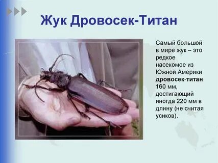 Какое насекомое считается