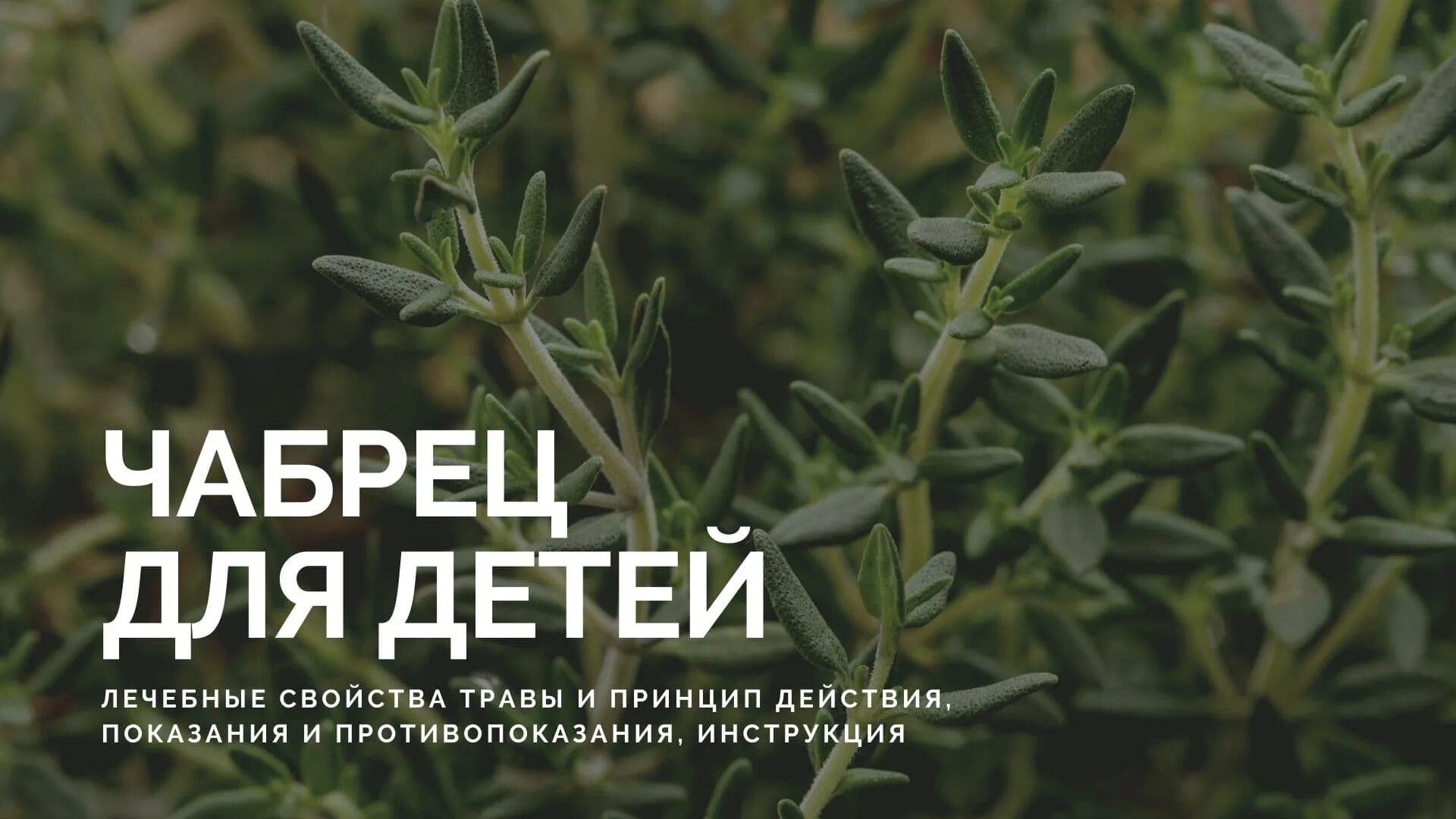 Чабрец от какого кашля. Чабрец. чабрец трава показания. чабрец вид, thymus ползучая. тимьян можно детям.
