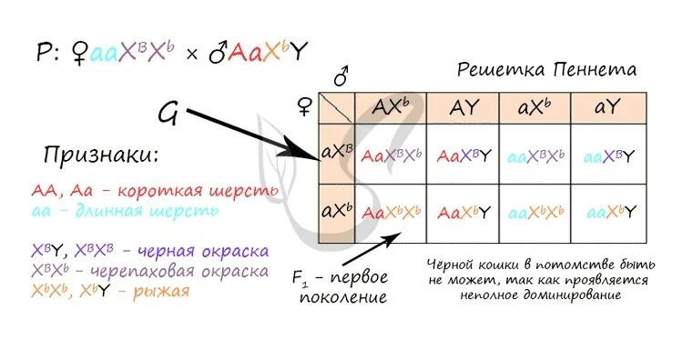 Задачи на псевдоаутосомы. Псевдоаутосомы ЕГЭ. Задача схема скрещивания AAXBXB. AAXBXB брак AAXBY. Ген короткой шерсти а у кошек