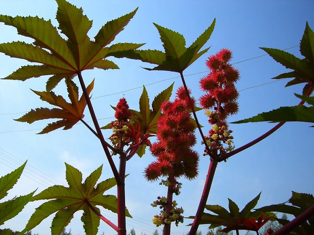 Things No One Tells You About the Castor Bean Plant Castor beans, Castor bean pl