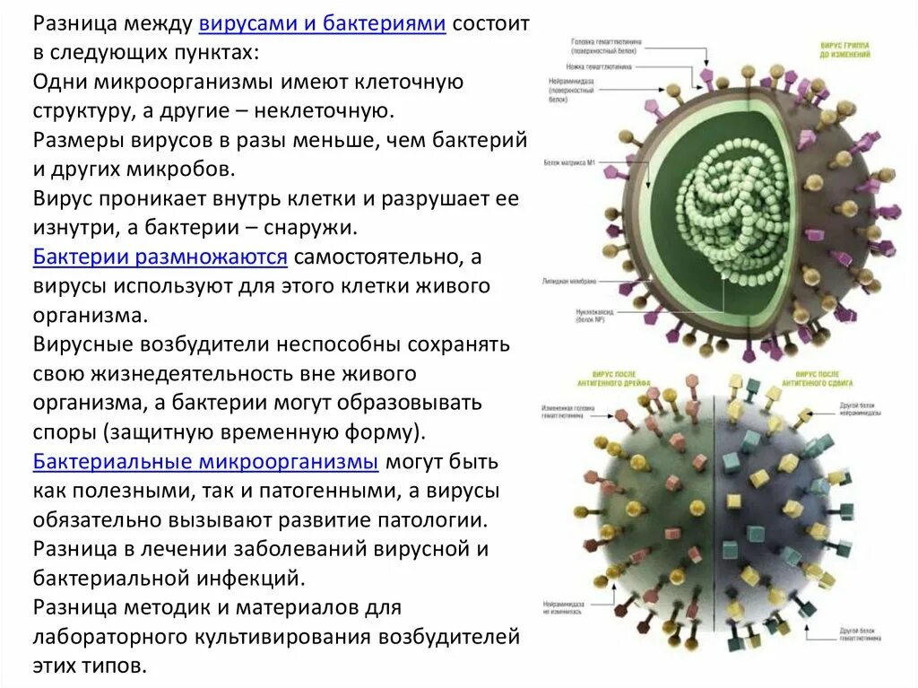 Различия вирусов и бактерий. Основные отличия вирусов от бактерий. Отличие вируса от бактерии строение. Основное отличие вирусов от бактерий. Сходство и различие вирусов