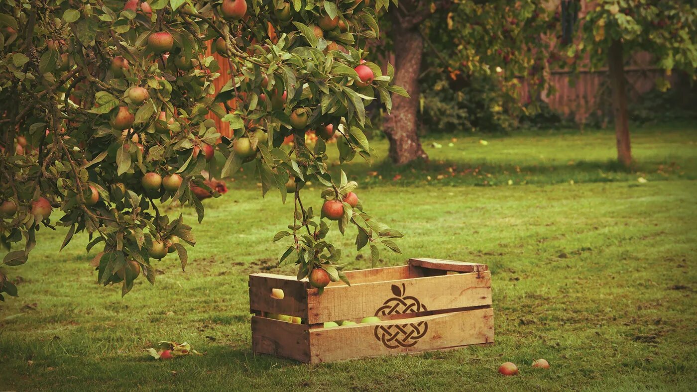 Яблоки под яблоней. Фруктовые деревья для сада. Яблоня дерево. Плодовый сад. Яблоневый сад.