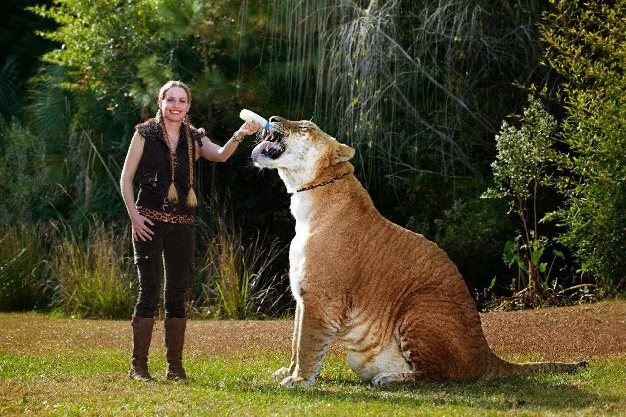 Самая больший животный. Ливр гибрид льва и тигра. Гребнистый крокодил самый большой. Гигантские животные. Тигролев гибрид тигра и львицы.