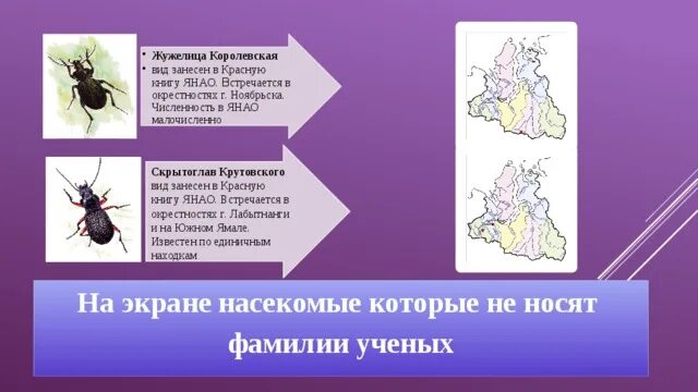 Жужелица. Насекомые ЯНАО занесенные в красную книгу. Жужелица Крымская красная книга. Какие животные занесены в красную книгу ЯНАО.