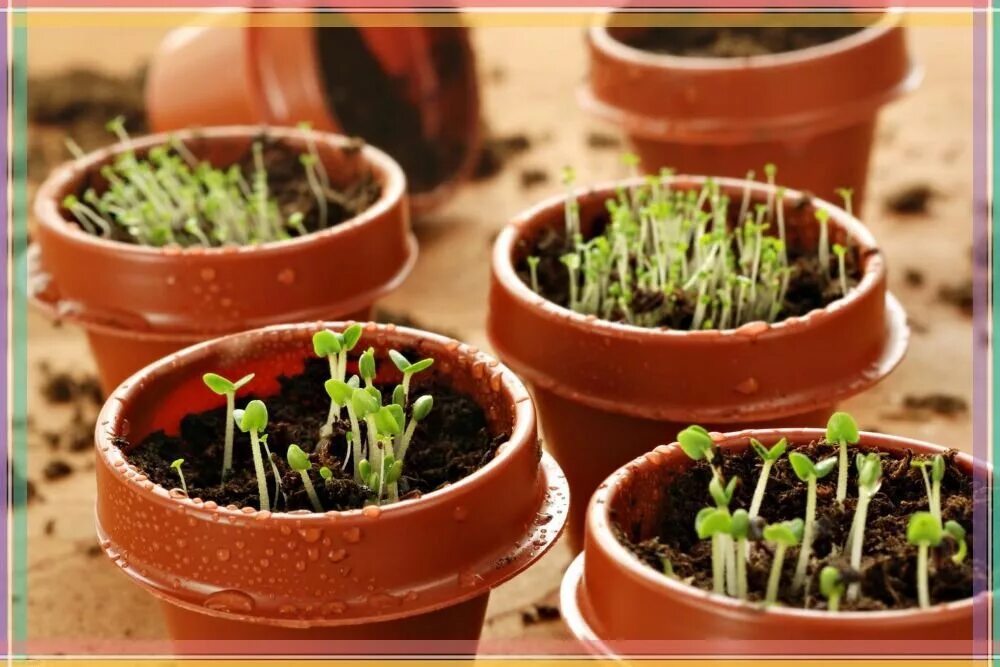 Пикировка петунии. Сроки посева цветов на рассаду таблица. Цветы рассада. Что посеять в феврале на рассаду. Посадка семян.