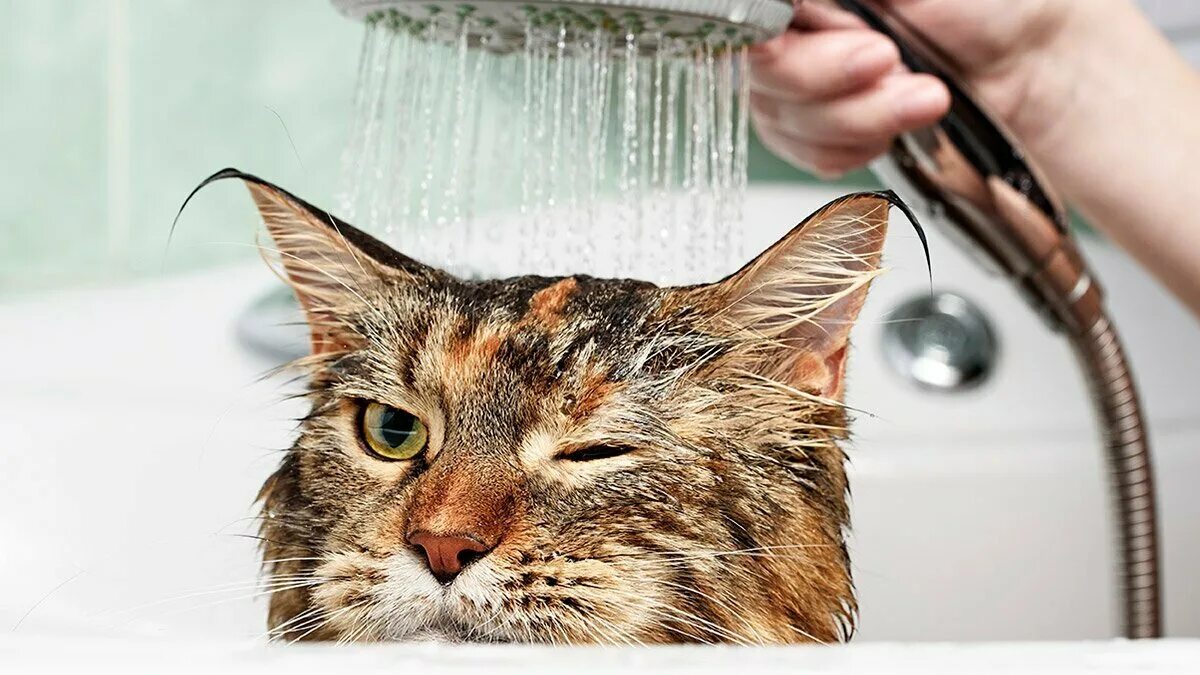 Кошка пьёт воду замедленная съёмка. Коты боятся воды. Кот плавает в бассейне. Животные пьют воду. Кошка в бассейне.