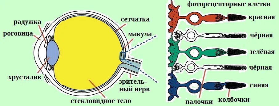 Зрительный анализатор палочки и колбочки. Строение глаза анатомия палочки и колбочки. Палочки и колбочки сетчатки строение. Глазные колбочки строение глаза. Содержит несколько слоев нейронов содержит роговицу защищает