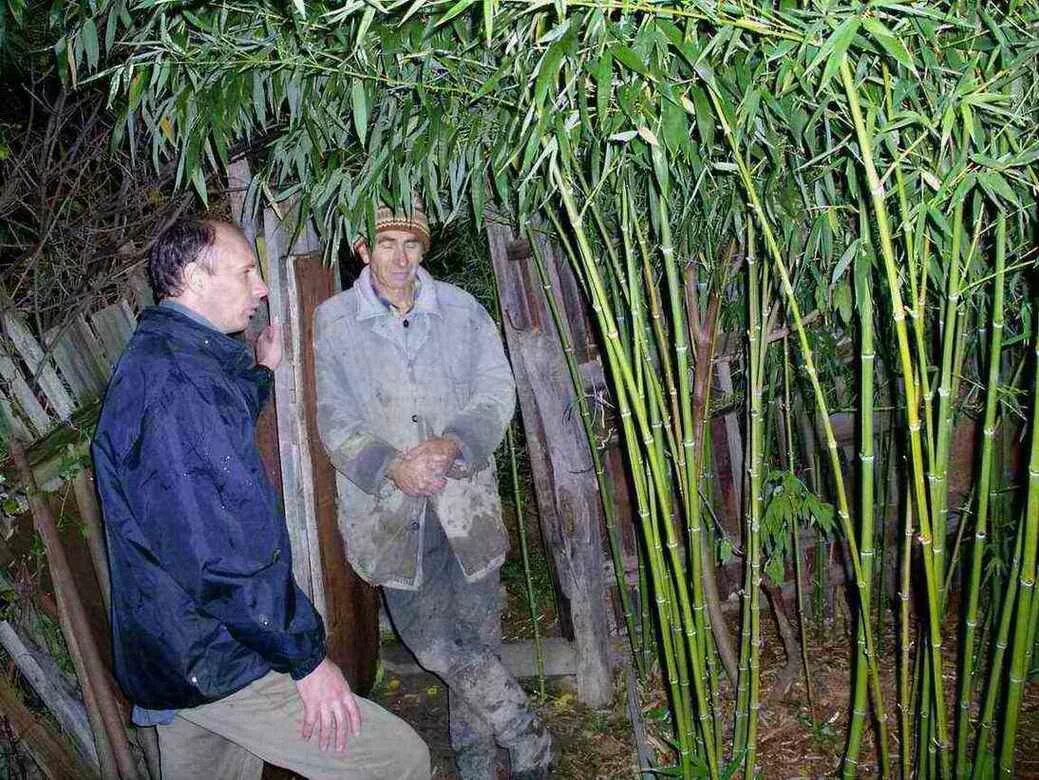 За сколько часов вырастает бамбук. Подмосковный бамбук. Сибирский бамбук. Растение Камчатский бамбук. Бамбук в открытом грунте.