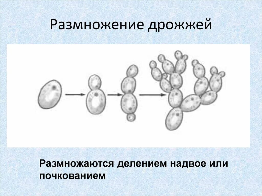 Дрожжи грибы размножение. Размножение дрожжевой клетки. Строение почкования дрожжей. Бесполое размножение дрожжевых грибов. Размножение 2 способами людей