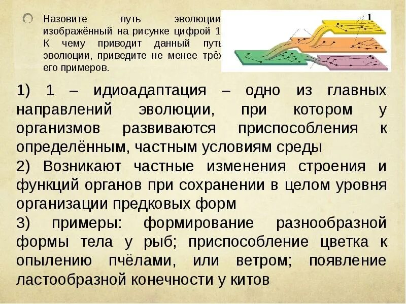 Как называется путь. Назовите путь эволюции изображенный на рисунке цифрой 1 к чему. назовите путь эволюции. назовите путь эволюции изображенный на рисунке. назовите путь эволюции, изображённый.