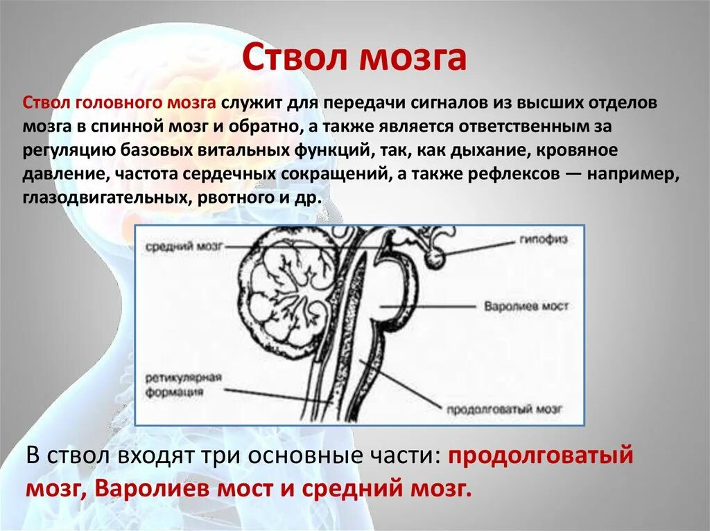 Ствол мозга отделы и функции. Отделы ствола мозга анатомия. Структуры, составляющие ствол мозга.. Строение ядер ствола головного мозга. Структура и функции ствола мозга