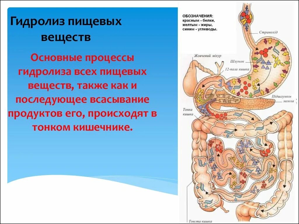 Гидролиз в пищеварении. Пищеварение в кишечнике всасывание. Всасывание пищи в кишечнике. Всасывание веществ в тонком кишечнике. Гидролиз пищевых веществ в тонком кишечнике.