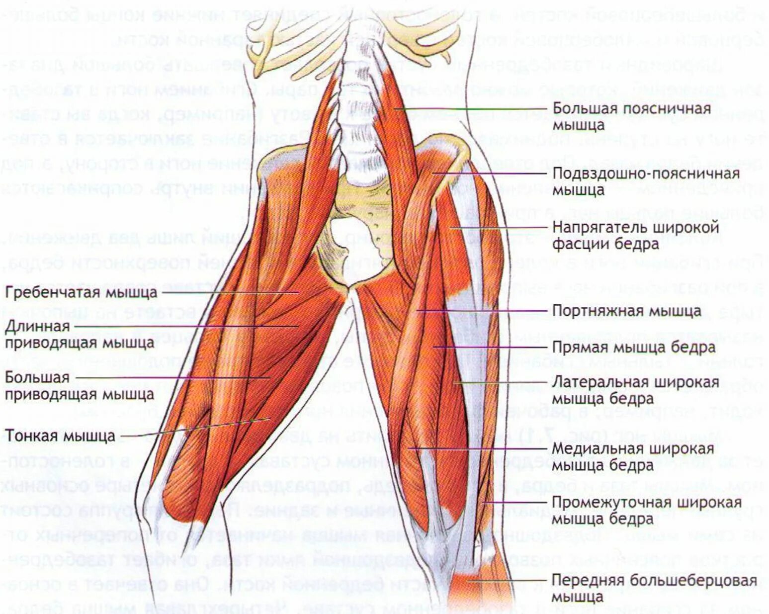 Связки тела. Сухожилия внутренней поверхности бедра анатомия. Тазобедренный сустав анатомия строение с мышцами. Мышцы задней поверхности бедра анатомия. Мышцы сгибатели бедра анатомия.