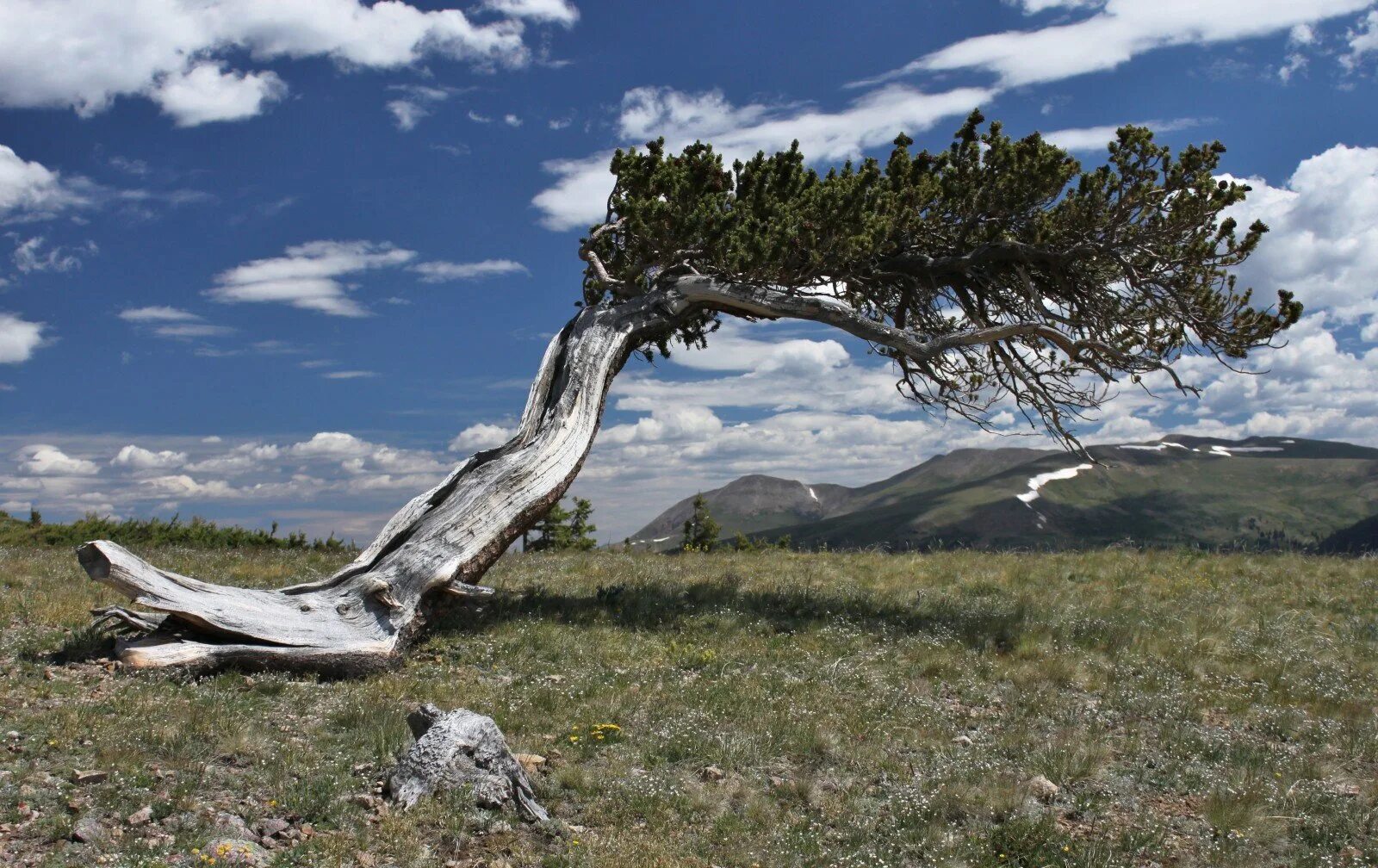 карликовая берëзкалесотундра. растения тундры деревья. карликовая береза в арктике. карликовые берёзы (ёрник. гыданский заповедник флора.