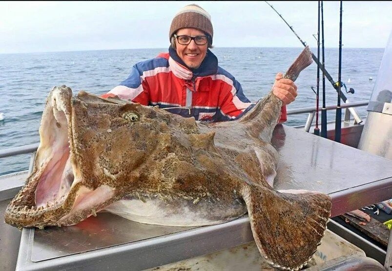 Большого удильщика. Большого удильщика. Морской черт удильщик. Глубоководная рыба удильщик. Большого удильщика.