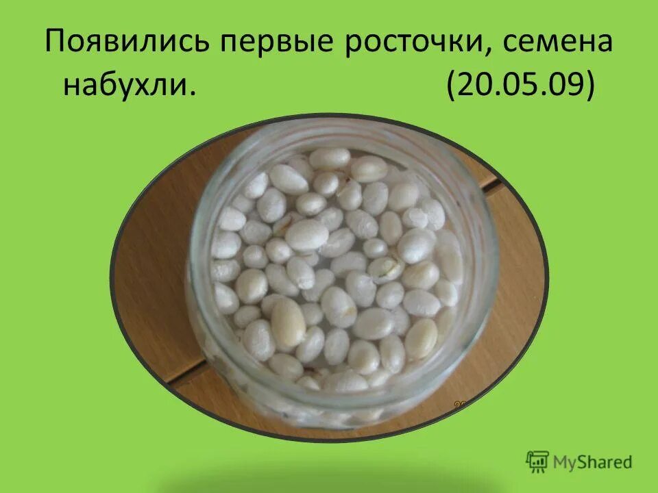 Экспериментатор измельчил семена гороха добавил. Семена гороха болезни. Болезни семян гороха. Структура семени гороха.