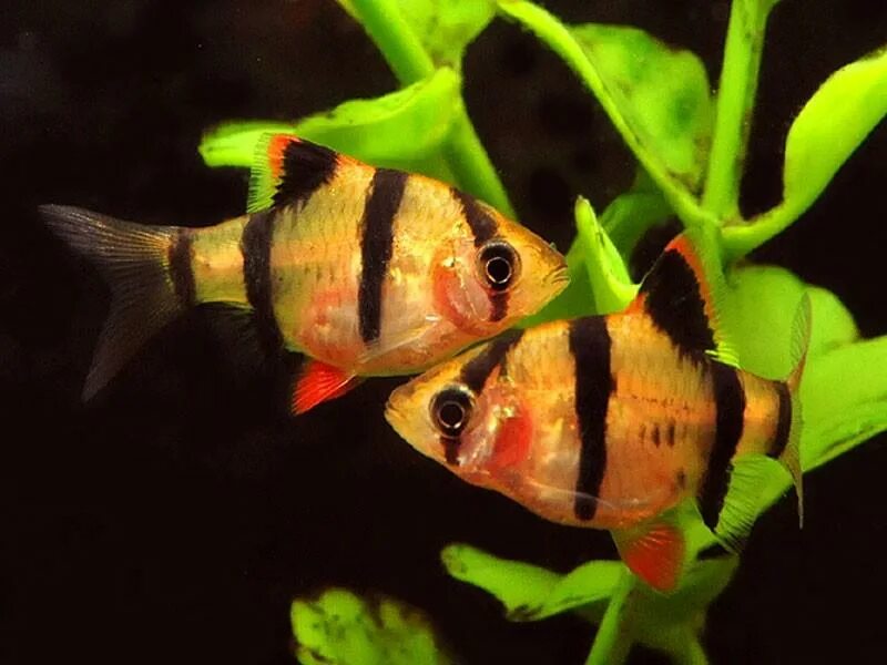 Аквариумные рыбки барбус фото. Рыбка Барбус суматранский. Суматранский Барбус аквариумная рыбка. Барбус суматранский альбинос. Барбус суматранский золотой.