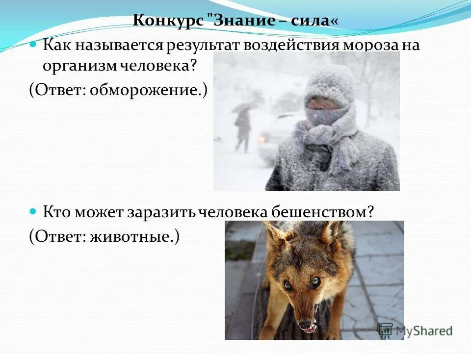 вирус бешенства пути передачи. человек человек заразить бешенством может. памятка по бешенству. бешенство симптомы инкубационный период. бешенство этиология эпидемиология.