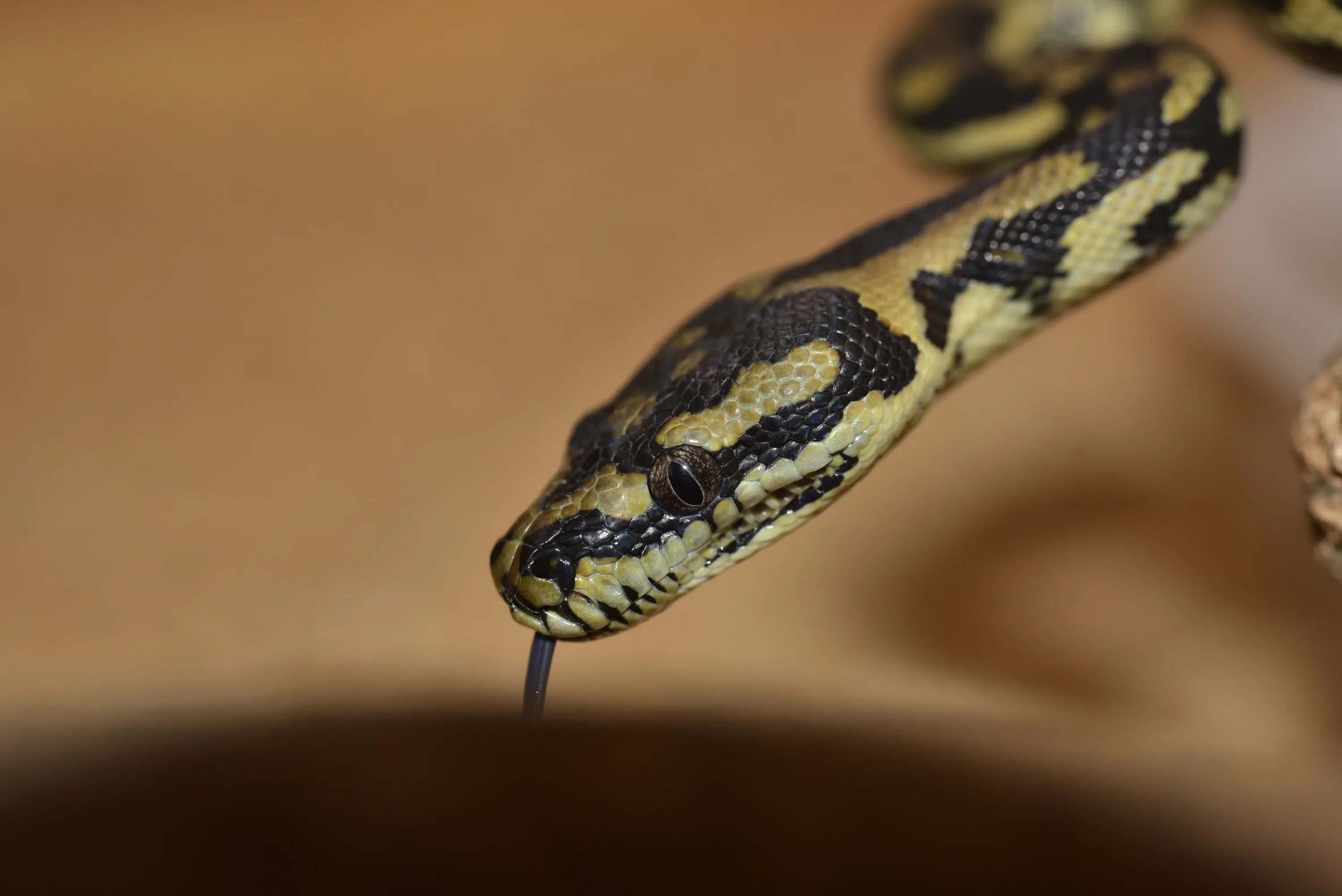 laurensteyn33's Life List, snidge iNaturalist Canada