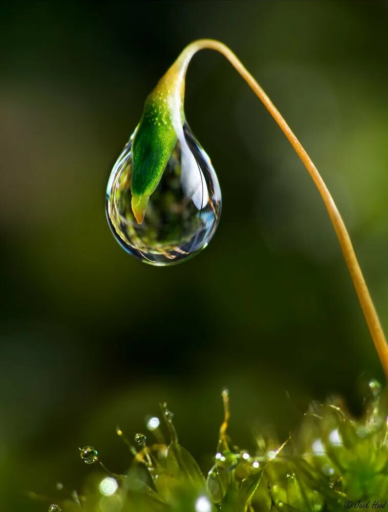 Капля фото. Капли воды. Капля росы. Природа макро. Капелька воды.