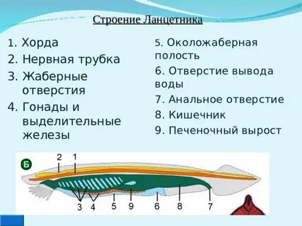 Особенности ланцетника
